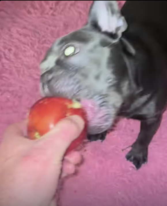 Frenchie Yoda - Brushing teeth before bedtime !